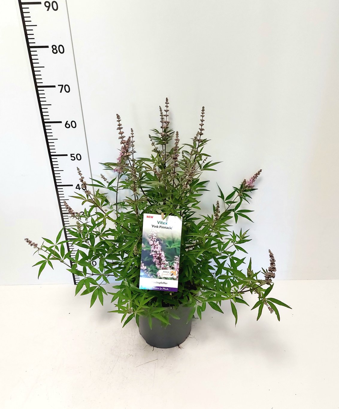 Vitex agnus-castus 'Pink Pinnacle'® - C5